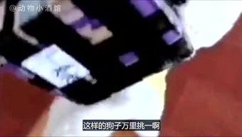 吐槽爆料寒哥的视频大全,笑料百出，真相大白  第1张